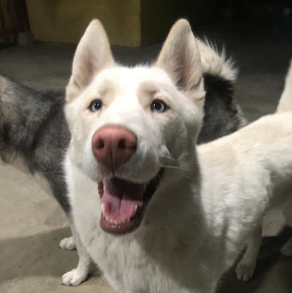 Meet your Posher, Maya